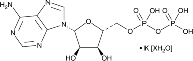 Adenosine 5'-diphosphate (potassium salt hydrate) (Adenosine Pyrophosphate, ADP, 5'-ADP)