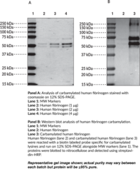 Carbamylated Human Fibrinogen (Ca-Fibrinogen)