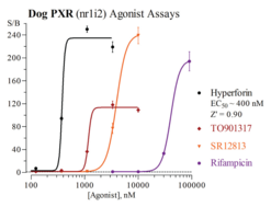 Dog Pregnane X Receptor Reporter Assay System (PXR, NR1I2, SXR)