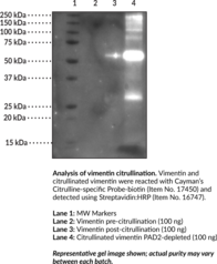 Citrullinated Vimentin (human, recombinant)