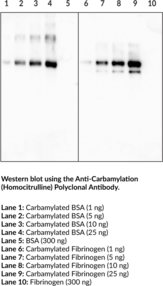 Anti-Carbamylation (Homocitrulline) Polyclonal Antibody (pan-Carbamylation)