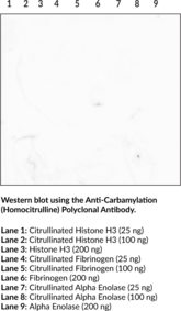 Anti-Carbamylation (Homocitrulline) Polyclonal Antibody