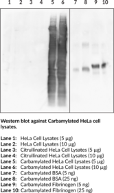 Anti-Carbamylation (Homocitrulline) Polyclonal Antibody