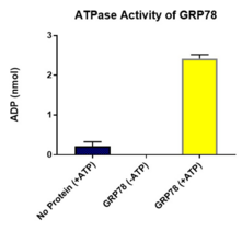 GRP78 (human, recombinant)