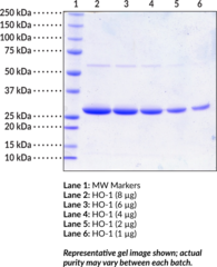 HO-1 (human, recombinant) (Heat Shock Protein 32, Heme Oxygenase-1