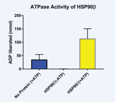 Hsp90β (human, recombinant)