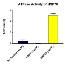 Hsp70 (human recombinant)