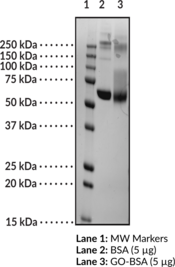 AGE-BSA (Glucose modified) (Advanced Glycation End Product