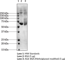AGE-BSA (Methylglyoxol modified) (Methylglyoxal-Bovine Serum Albumin, Methylglyoxal-BSA)