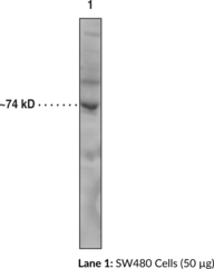 PAD1 Monoclonal Antibody (Clone 6B4)