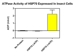 Hsp70 (human recombinant, baculovirus expressed)