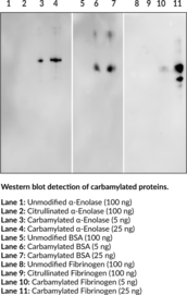 Anti-Carbamylation (Homocitrulline) Monoclonal Antibody (Clone 1C6)