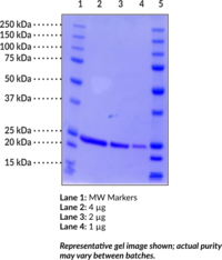 DJ-1/PARK7 (human, recombinant) (Parkinson Deglycase DJ-1, Parkinson Disease Protein 7)