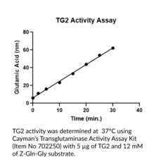 Transglutaminase 2 (human, recombinant)