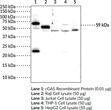 cGAS Monoclonal Antibody (Clone 5G10) (C6orf150, cGAMP synthase, h-cGAS, Cyclic GMP-AMP synthase, Mab-21 domain-containing protein 1, MB21D1)