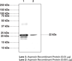 Asprosin Polyclonal Antibody (Cleaved FBN1, Cleaved Fibrillin-1)