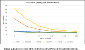 Citrullinated GRP78 (R368) Polyclonal Antibody