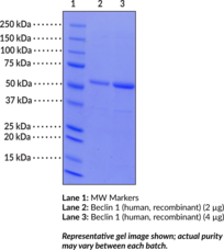 Beclin 1 (human, recombinant) (BECN1, Coiled-coil Myosin-like Bcl-2-interacting Protein, Protein GT197)