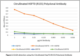 Citrullinated Hsp70 (R155) Polyclonal Antibody
