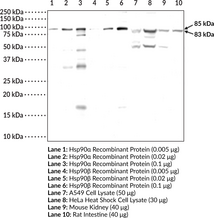 Hsp90 Polyclonal Antibody (Heat Shock 84 kDa, Hsp84, Hsp86, Heat Shock Protein 90, LAP-2, Lipopolysaccharide-associated Protein 2, LPS-associated Protein 2, Renal Carcinoma Antigen NY-REN-38)