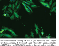 Hsp90 Polyclonal Antibody