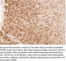Hsp90 Polyclonal Antibody