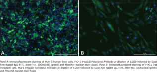 HO-1 (Hsp32) Polyclonal Antibody