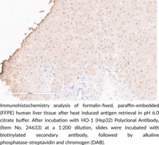 HO-1 (Hsp32) Polyclonal Antibody