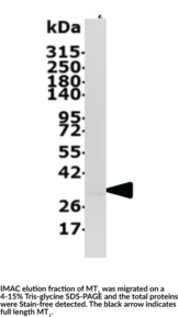 Melatonin Receptor Type 1A (human recombinant) (MT1)