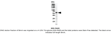 BmrA (B. subtilis 168) (Multidrug Resistance ABC Transporter ATP-binding/permease Protein BmrA)