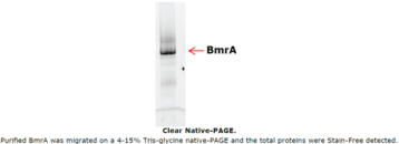 BmrA (B. subtilis 168)