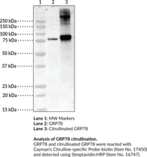 Citrullinated GRP78 (human, recombinant)