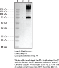 Citrullinated Hsp70 (human, recombinant)