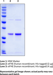 eIF4E (human recombinant; His-tagged) (Eukaryotic Translation Initiation Factor 4E, mRNA Cap-binding Protein)