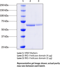 RIG-I helicase domain (human, recombinant) (DEAD Box Protein 58, Probable ATP-dependent RNA Helicase DDX58, Retinoic Acid-inducible Gene 1 Protein)