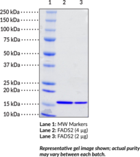 Fatty Acid Desaturase 2 (human recombinant) (Acyl-CoA 6-Desaturase, D6D, DES6, EC 1.14.19.3, FADS2, FADSD6, Δ6 Fatty Acid Desaturase, Linoleoyl-CoA Desaturase (Δ6-Desaturase)-Like 2, LLCDL2, SLL0262, TU13)