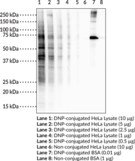 Anti-DNP Monoclonal Antibody (Clone 8G11)