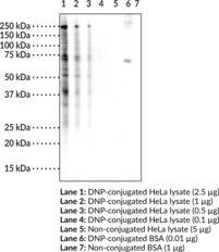 Anti-DNP Polyclonal Antibody