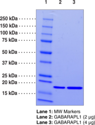 GABARAPL1 (human recombinant) (γ-Aminobutyric Acid Receptor-associated Protein-like 1, GABAA Receptor-associated Protein-like 1, Gabarapl1/Atg8)