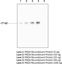 PAD6 Monoclonal Antibody (Clone 4B7) (PADI6, hPADVI, Peptidylarginine Deiminase 6, Protein Arginine Deiminase 6)
