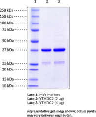 YTHDC2 (human, recombinant) (CsA-Associated Helicase-Like Protein, hYTHDC2, Probable ATP-Dependent RNA Helicase YTHDC2, 3'-5' RNA Helicase YTHDC2, YTH Domain-Containing Protein 2)