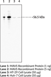 MAVS Monoclonal Antibody (Clone 7B9) (CARD Adapter-Inducing Interferon-β, Interferon-β Promoter Stimulator Protein 1, Mitochondrial Antiviral-Signaling Protein, Virus-Induced Signaling Adapter)