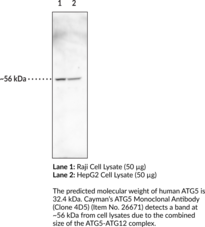 ATG5 Monoclonal Antibody (Clone 4D5) (APG5-like, hAPG5, Apoptosis-specific Protein, Autophagy Protein 5, Autophagy-related 5)