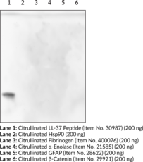 Citrullinated LL-37 Monoclonal Antibody (Clone 6A8)
