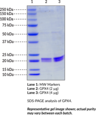 GPX4 (human, recombinant; His-tagged) (Glutathione Peroxidase 4, PHGPx,  Phospholipid Hydroperoxide Glutathione Peroxidase) | Cayman Chemical