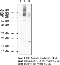 HIF-1α (C-Term) Monoclonal Antibody (Clone 8B12) (ARNT-interacting protein, Hypoxia-Inducible Factor-1α)