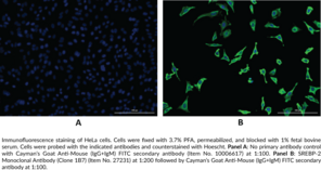 SREBP-2 Monoclonal Antibody (Clone 1B7) (SREBF2, Sterol Regulatory Element-binding Protein-2, Sterol Regulatory Element-binding Transcription Factor 2)