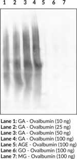 AGE (GA-Pyridine Specific) Monoclonal Antibody (Clone 1F10) (Advanced Glycation End Products (Glycolaldehyde-pyridine))