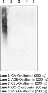 AGE (GA-Pyridine Specific) Monoclonal Antibody (Clone 3G2) (Advanced Glycation End Products (Glycolaldehyde-pyridine))
