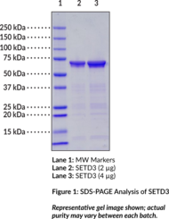 SETD3 (human, recombinant) (Actin Histidine Methyltransferase, Actin Histidine N-Methyltransferase, C14orf154, Chromosome 14 Open Reading Frame 154, HSETD3, SET Doman-Containing 3, SET Domain-Containing Protein 3)